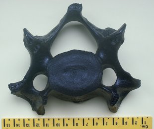 &copy; Thijs de Boer